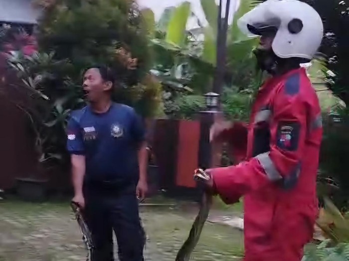 Damkar Kota Bogor mengevakuasi sanca ukuran 2 meter.