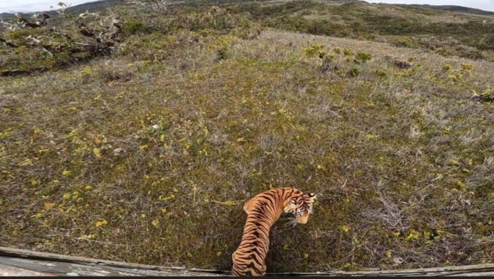 Harimau Senja saat dilepasliarkan di Taman Nasional Gunung Leuser. (Dok. BBKSDA Sumut)