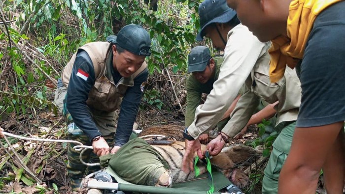 Harimau Sumatera yang ditemukan petugas kondisi kritis akibat terperangkap jerat