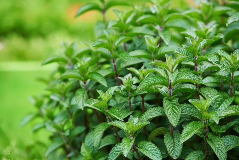 gresh and green mint leafs in the garden in summer day.horizontal shot.