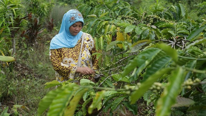 Juniarti, salah satu perempuan tunggu tubang memanfaatkan masa sela panen padi untuk merawat kopi.