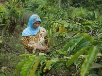 Kehidupan Tunggu Tubang: Perempuan, Padi, dan Kopi