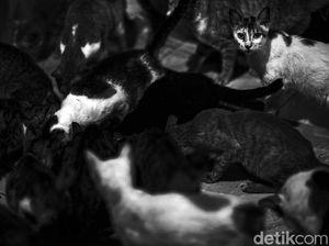Menengok Hotel Mewah Para Kucing di Bekasi