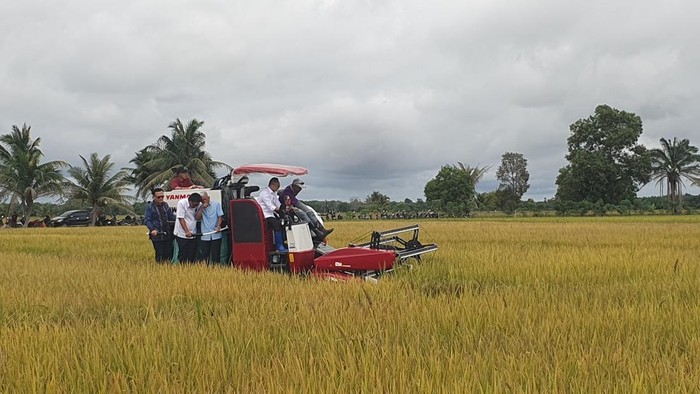 Panen padi di Sumsel