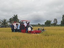 Dinas Pertanian Sebut Produksi Padi di Sumsel Aman Meski Kemarau Panjang