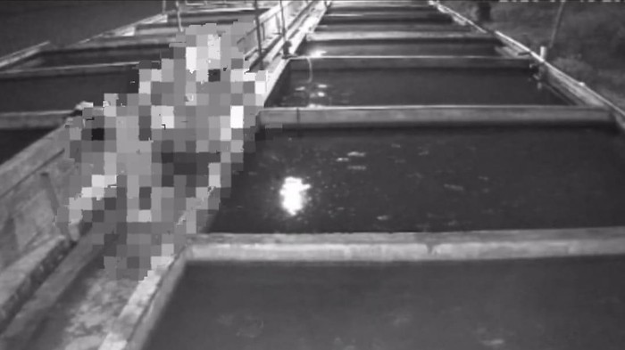 Pencuri ikan lele telanjang di Lumajang