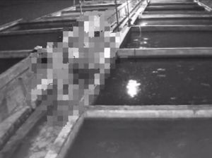 Terekam CCTV, Maling Ikan Lele di Lumajang Beraksi Telanjang