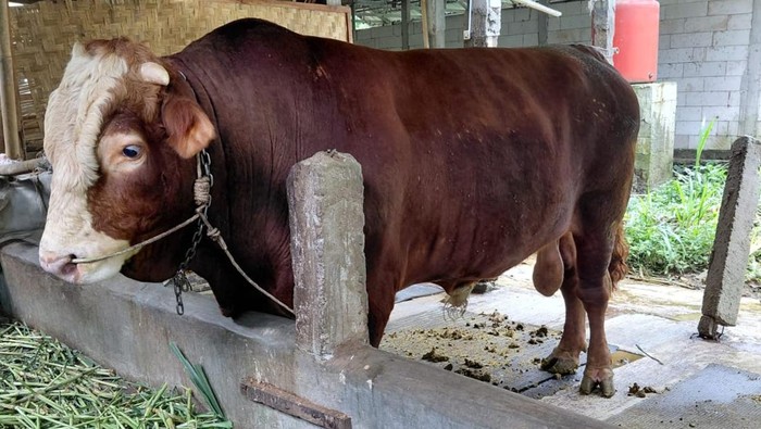 Sapi simental asal Desa Purbadana, Kembaran, Banyumas, yang dibeli Presiden Prabowo Subianto untuk kurban, Kamis (22/5/2025).
