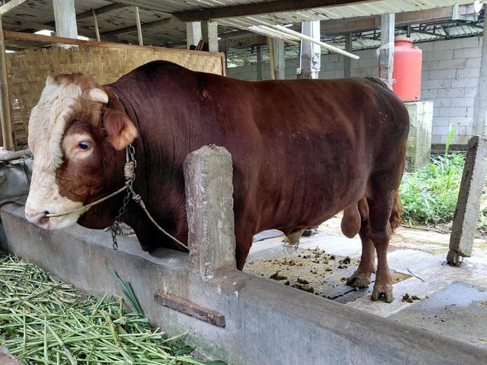 Sapi simental asal Desa Purbadana, Kembaran, Banyumas, yang dibeli Presiden Prabowo Subianto untuk kurban, Kamis (22/5/2025).