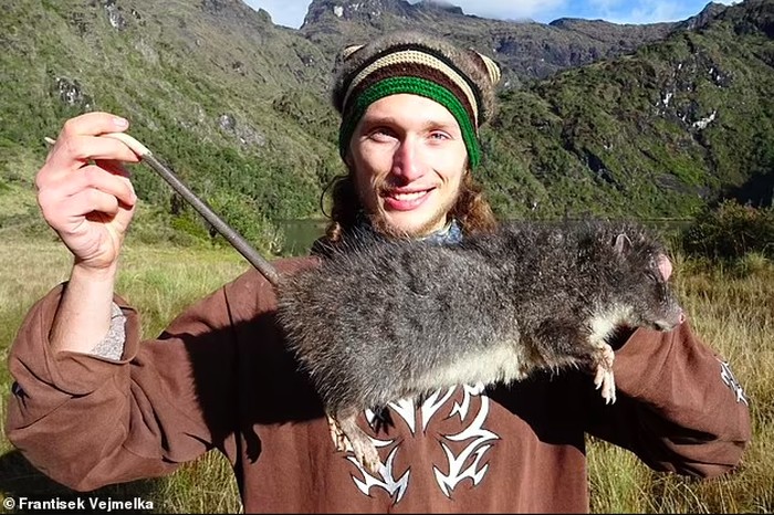 Tikus raksasa