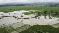 Petani setempat mengalami kerugian karena tanaman padi yang memasuki masa panen terendam air. BPBD masih melakukan pendataan dan menyiapkan langkah penanganan untuk mencegah kerusakan lebih lanjut.