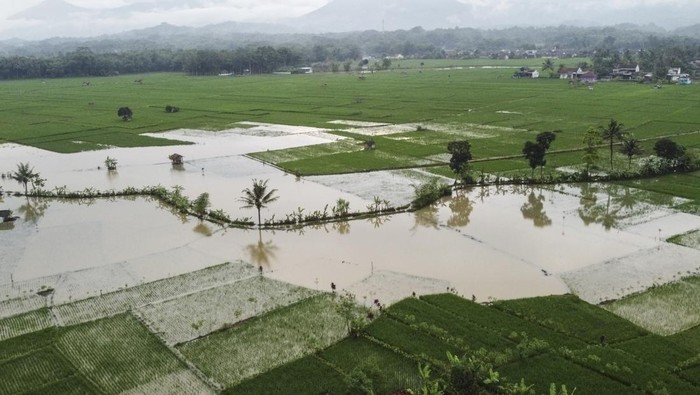 Foto udara lahan pertanian yang terendam banjir di Kecamatan Panumbangan, Kabupaten Ciamis, Jawa Barat, Kamis (22/5/2025). BPBD Ciamis mencatat lahan pertanian yang terendam banjir luapan Sungai Citanduy seluas 95 hektare. ANTARA FOTO/Adeng Bustomi/Spt.