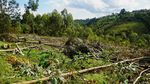 Begini Ramainya Pasar Arang di Kongo, Ancam Habitat Gorila Langka