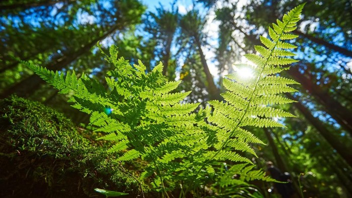 Bracken Tanaman Liar yang Bisa Dimakan