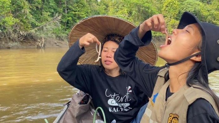 Cacing tembiluk makanan khas Dayak.