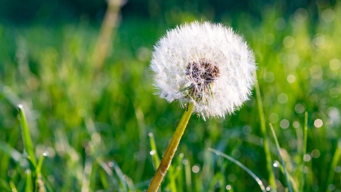 Dandelion Tanaman Liar yang Bisa Dimakan