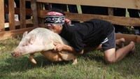 Babi yang lincah dan sulit ditangkap membuat lomba semakin menarik disaksikan. 