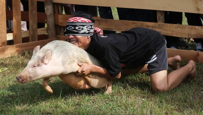 Peserta menangkap seekor babi hutan saat Lomba Tangkap Babi pada Pekan Gawai Dayak ke-39 di Rumah Radakng, Pontianak, Kalimantan Barat, Jumat (23/5/2025). Dalam lomba tersebut, setiap peserta harus memakai kain penutup mata dan mengandalkan insting serta pendengaran untuk mencari dan menangkap babi yang dilepas di arena. ANTARA FOTO/Jessica Wuysang/rwa.