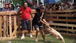 Melihat Keseruan Lomba Tangkap Babi di Pontianak