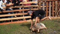 Peserta menangkap seekor babi hutan saat Lomba Tangkap Babi pada Pekan Gawai Dayak ke-39 di Rumah Radakng, Pontianak, Kalimantan Barat, Jumat (23/5/2025).