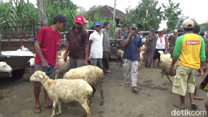 Harga kambing mulai naik di Pasar Hewan Lumajang