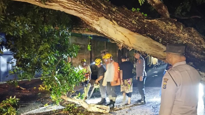 Petugas BPBD Karangasem bersama instansi terkait saat melakukan penanganan pohon tumbang di jalur Amlapura-Denpasar, Kamis (22/5/2025).