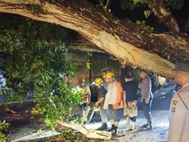Pohon Trembesi Tumbang di Jalur Amlapura-Denpasar, Lalu Lintas Macet 4 Km