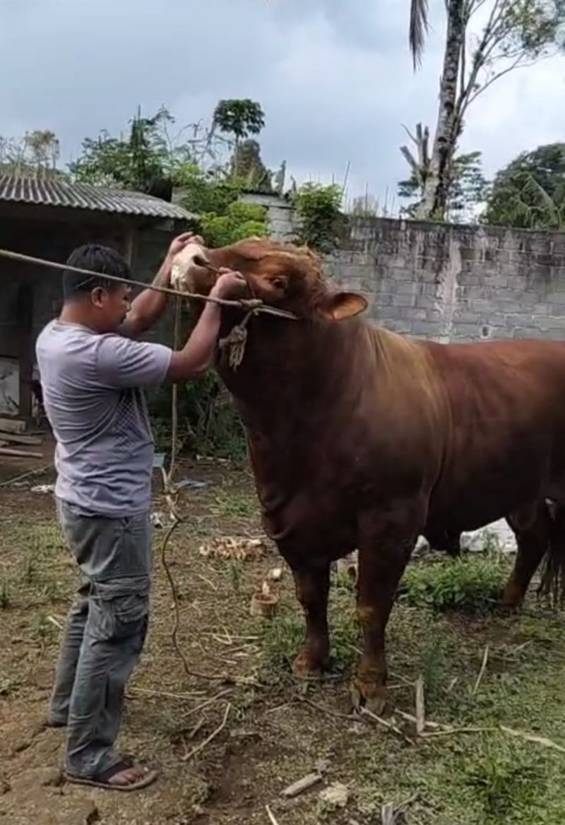Sapi limosin seberat 992 kilogram yang dibeli Presiden Prabowo untuk kurban di MAJT An-Nuur Kabupaten Magelang.