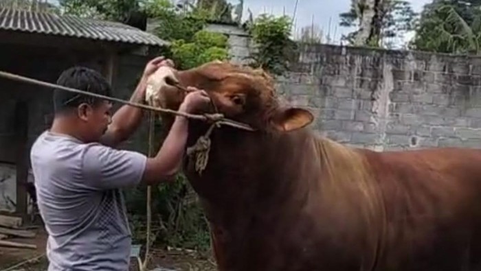 Sapi limosin seberat 992 kilogram yang dibeli Presiden Prabowo untuk kurban di MAJT An-Nuur Kabupaten Magelang.