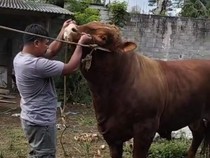 Prabowo Beli Sapi Kurban Jumbo Nyaris 1 Ton untuk MAJT Magelang