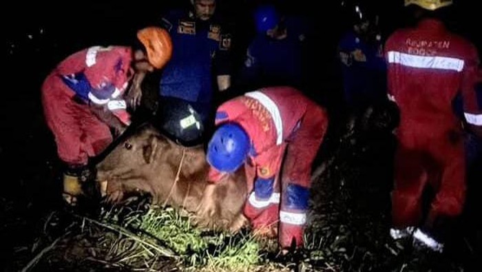 Sapi masuk rawa di Bogor