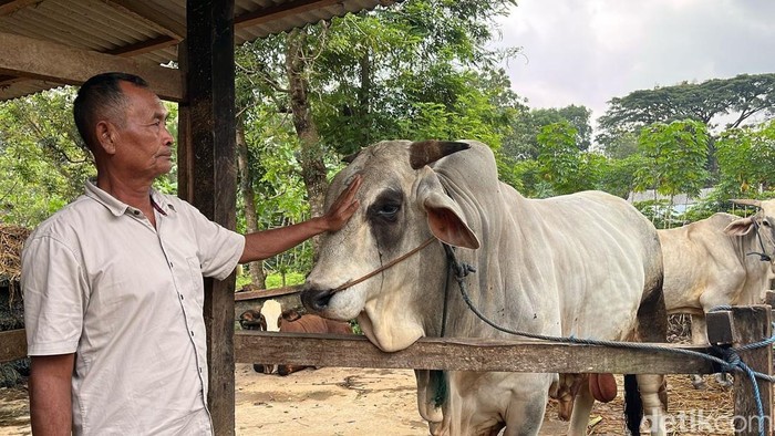 Sapi peranakan ongole berbobot 860 kilogram yang dibeli Prabowo untuk hewan kurban di Gunungkidul, Jumat (23/5/2025).