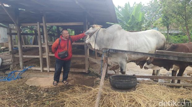Sapi peranakan ongole berbobot 860 kilogram yang dibeli Prabowo untuk hewan kurban di Gunungkidul, Jumat (23/5/2025).