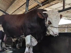 Presiden Prabowo Sumbang 8 Ekor Sapi Kurban di Bangka Belitung
