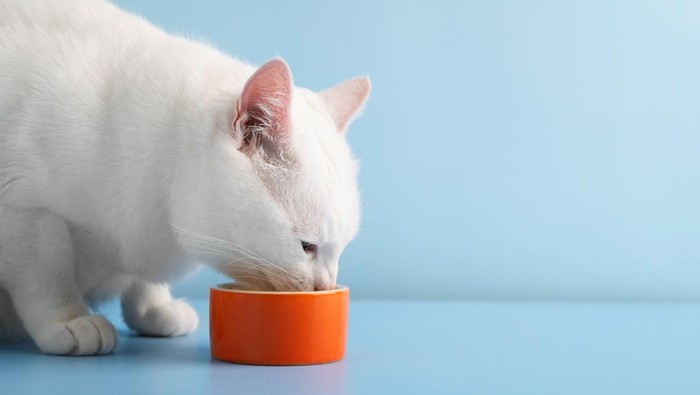Takaran makanan untuk kucing