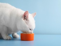 Kisah Pak Anam Bangun Hotel untuk Kucing Telantar