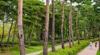 Taman ini memiliki lebih dari satu juta pohon, termasuk 97 spesies berbeda (46 spesies pohon hutan dan 43 spesies semak). Fasilitas taman ini meliputi pusat informasi, pusat sejarah taman, area sepanjang 490 meter di sepanjang Aliran Bujeoncheon, bentangan sepanjang 450 meter di sepanjang Aliran Jeonpocheon, empat air mancur, enam alun-alun, sembilan area bermain, tempat parkir, kafe, minimarket, dan toilet. (dok busan.go.kr)