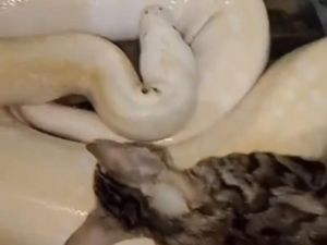 Alasan Bikin Geleng Kepala Pria Gresik Beri Ular Peliharaan Makan Kucing