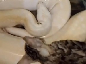 Alasan Bikin Geleng Kepala Pria Gresik Beri Ular Peliharaan Makan Kucing