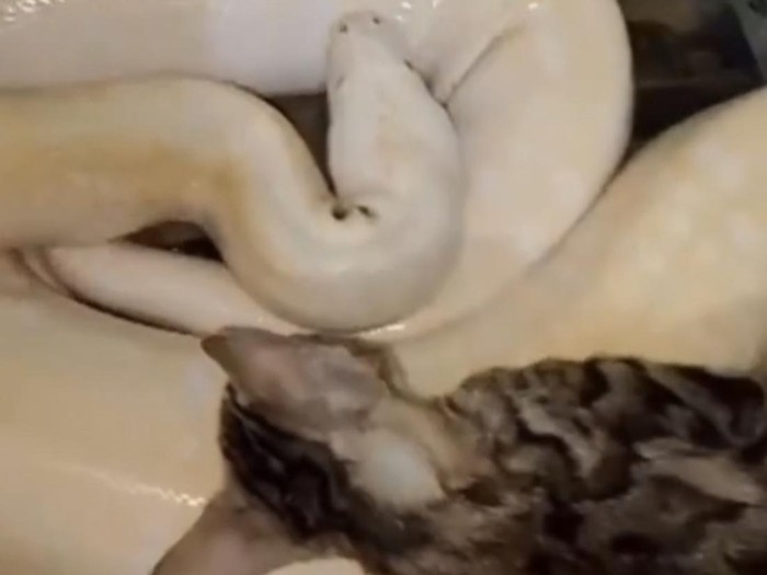 Video viral pria di Gresik beri makan ular peliharaan dengan kucing liar.