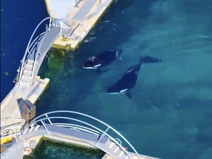 2 paus pembunuh (Orca) yang terjebak dalam taman pertunjukan laut di Prancis yang telah ditutup