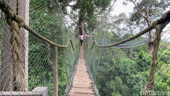 Bukit Bengkirai.