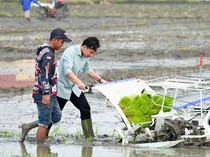 Momen Gibran Bareng Mentan Nyemplung ke Sawah