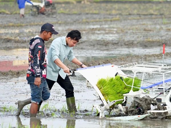 Momen Gibran Bareng Mentan Nyemplung ke Sawah