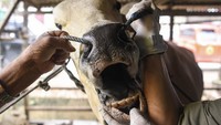 Pemeriksaan dilakukan untuk memastikan hewan kurban untuk Idul Adha 1446 H dalam kondisi sehat, bebas penyakit dan layak dikurbankan.