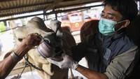 Pemeriksaan meliputi pengecekan gigi, mulut, serta kondisi tubuh hewan. Langkah ini merupakan bagian dari upaya pencegahan penyakit hewan menular seperti PMK (Penyakit Mulut dan Kuku). 