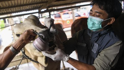Pemeriksaan Kesehatan Hewan Kurban di Samarinda