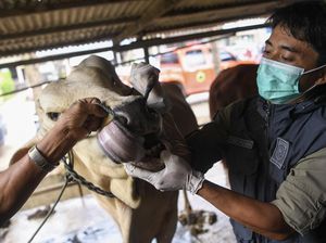 Pemeriksaan Kesehatan Hewan Kurban di Samarinda