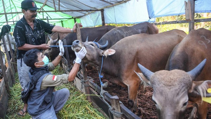 Pemeriksaan Kesehatan Hewan Kurban di Samarinda Petugas Dinas Ketahanan Pangan Dan Pertanian Kota Samarinda memeriksa kesehatan mulut sapi kurban yang dijual di Samarinda, Kalimantan Timur, Jumat (23/5/2025). Pemerintah Kota Samarinda memastikan dan menjamin kesehatan hewan kurban yang dijual untuk Idul Adha 1446 H itu bebas dari penyakit. ANTARA FOTO/M Risyal Hidayat/nym.