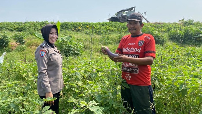 Aiptu Cholifah, Bhabinkamtibmas Polsek Jabon panen terong di Desa Trompoasri